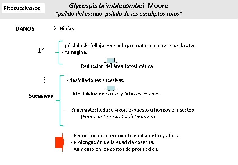 Fitosuccivoros DAÑOS Glycaspis brimblecombei Moore “psílido del escudo, psílido de los eucaliptos rojos” Ø Fitosuccivoros DAÑOS Glycaspis brimblecombei Moore “psílido del escudo, psílido de los eucaliptos rojos” Ø