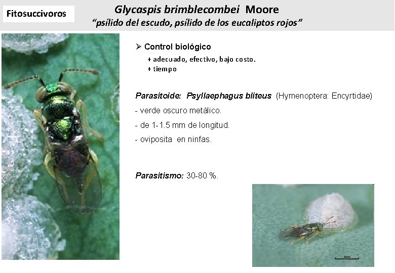 Fitosuccivoros Glycaspis brimblecombei Moore “psílido del escudo, psílido de los eucaliptos rojos” Ø Control Fitosuccivoros Glycaspis brimblecombei Moore “psílido del escudo, psílido de los eucaliptos rojos” Ø Control