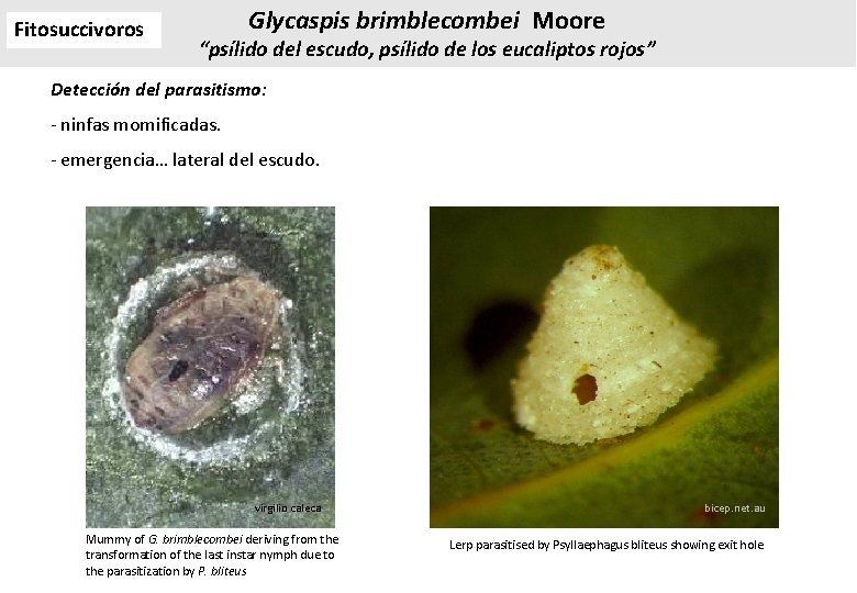 Fitosuccivoros Glycaspis brimblecombei Moore “psílido del escudo, psílido de los eucaliptos rojos” Detección del Fitosuccivoros Glycaspis brimblecombei Moore “psílido del escudo, psílido de los eucaliptos rojos” Detección del