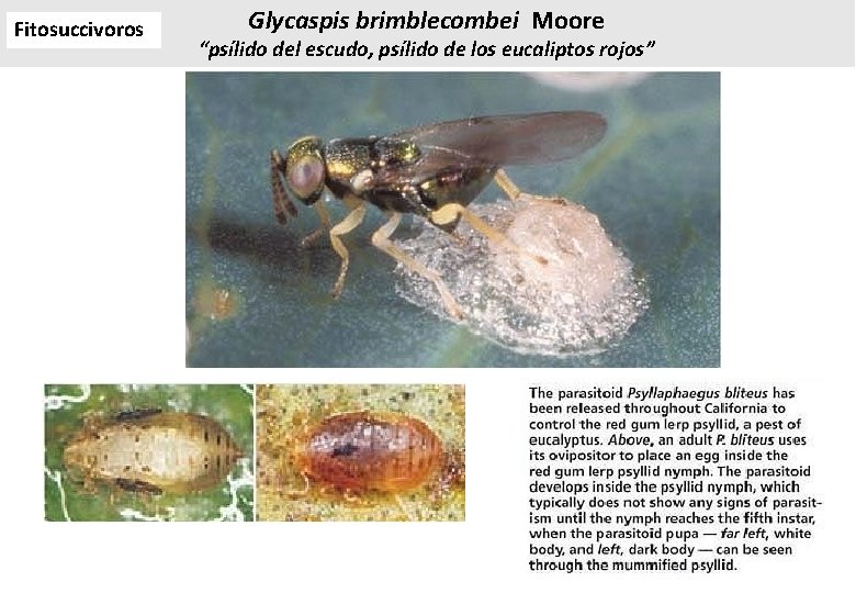 Fitosuccivoros Glycaspis brimblecombei Moore “psílido del escudo, psílido de los eucaliptos rojos” Fitosuccivoros Glycaspis brimblecombei Moore “psílido del escudo, psílido de los eucaliptos rojos”