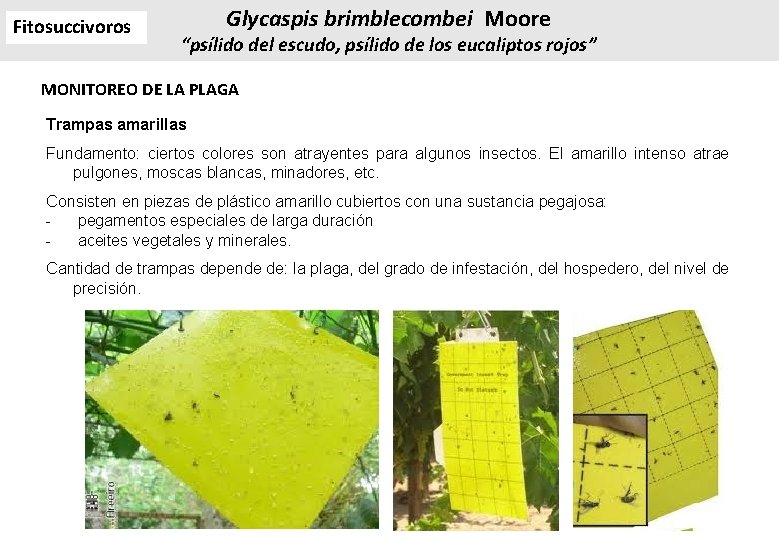 Fitosuccivoros Glycaspis brimblecombei Moore “psílido del escudo, psílido de los eucaliptos rojos” MONITOREO DE Fitosuccivoros Glycaspis brimblecombei Moore “psílido del escudo, psílido de los eucaliptos rojos” MONITOREO DE