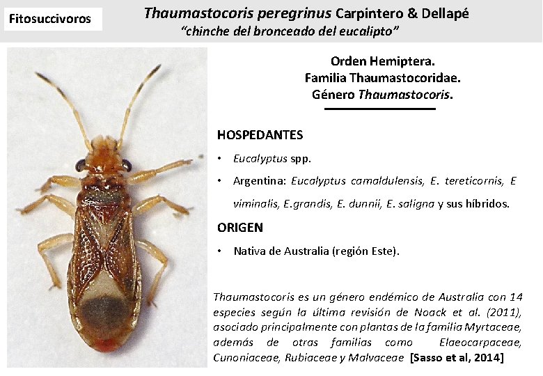 Fitosuccivoros Thaumastocoris peregrinus Carpintero & Dellapé “chinche del bronceado del eucalipto” Orden Hemiptera. Familia Fitosuccivoros Thaumastocoris peregrinus Carpintero & Dellapé “chinche del bronceado del eucalipto” Orden Hemiptera. Familia