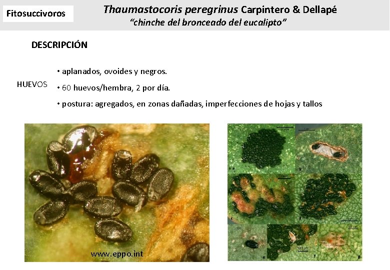 Fitosuccivoros Thaumastocoris peregrinus Carpintero & Dellapé “chinche del bronceado del eucalipto” DESCRIPCIÓN • aplanados, Fitosuccivoros Thaumastocoris peregrinus Carpintero & Dellapé “chinche del bronceado del eucalipto” DESCRIPCIÓN • aplanados,