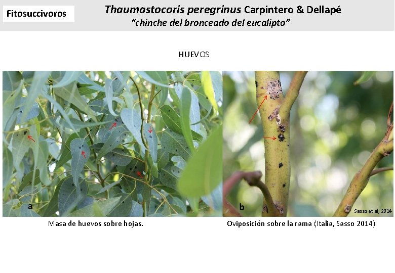Fitosuccivoros Thaumastocoris peregrinus Carpintero & Dellapé “chinche del bronceado del eucalipto” HUEVOS Sasso et Fitosuccivoros Thaumastocoris peregrinus Carpintero & Dellapé “chinche del bronceado del eucalipto” HUEVOS Sasso et