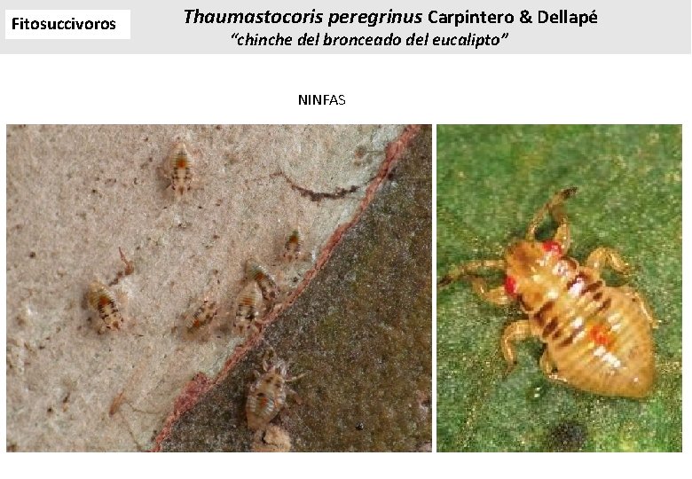 Fitosuccivoros Thaumastocoris peregrinus Carpintero & Dellapé “chinche del bronceado del eucalipto” NINFAS Fitosuccivoros Thaumastocoris peregrinus Carpintero & Dellapé “chinche del bronceado del eucalipto” NINFAS