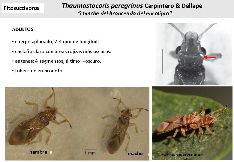 Fitosuccivoros Thaumastocoris peregrinus Carpintero & Dellapé “chinche del bronceado del eucalipto” ADULTOS • cuerpo Fitosuccivoros Thaumastocoris peregrinus Carpintero & Dellapé “chinche del bronceado del eucalipto” ADULTOS • cuerpo