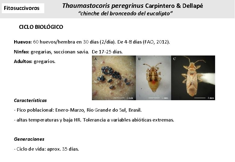 Fitosuccivoros Thaumastocoris peregrinus Carpintero & Dellapé “chinche del bronceado del eucalipto” CICLO BIOLÓGICO Huevos: Fitosuccivoros Thaumastocoris peregrinus Carpintero & Dellapé “chinche del bronceado del eucalipto” CICLO BIOLÓGICO Huevos: