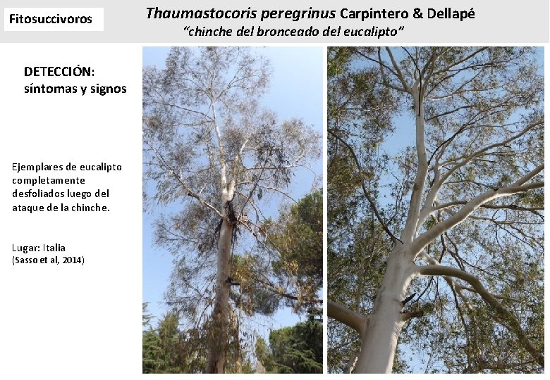 Fitosuccivoros DETECCIÓN: síntomas y signos Ejemplares de eucalipto completamente desfoliados luego del ataque de Fitosuccivoros DETECCIÓN: síntomas y signos Ejemplares de eucalipto completamente desfoliados luego del ataque de