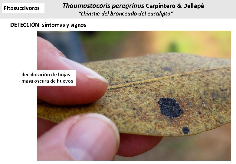 Fitosuccivoros Thaumastocoris peregrinus Carpintero & Dellapé “chinche del bronceado del eucalipto” DETECCIÓN: síntomas y Fitosuccivoros Thaumastocoris peregrinus Carpintero & Dellapé “chinche del bronceado del eucalipto” DETECCIÓN: síntomas y