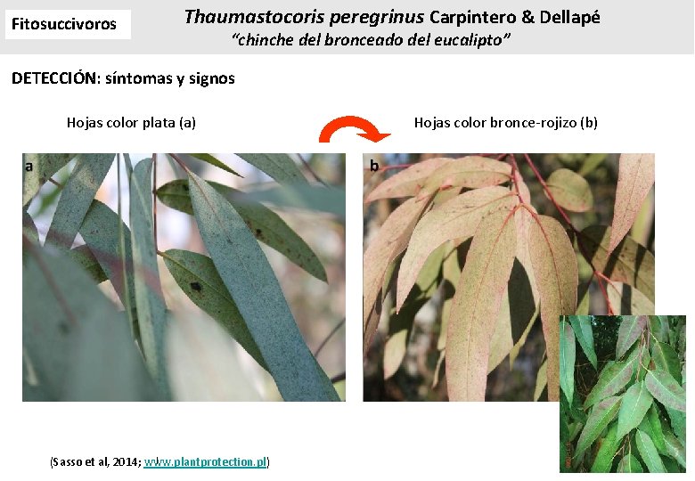 Fitosuccivoros Thaumastocoris peregrinus Carpintero & Dellapé “chinche del bronceado del eucalipto” DETECCIÓN: síntomas y Fitosuccivoros Thaumastocoris peregrinus Carpintero & Dellapé “chinche del bronceado del eucalipto” DETECCIÓN: síntomas y