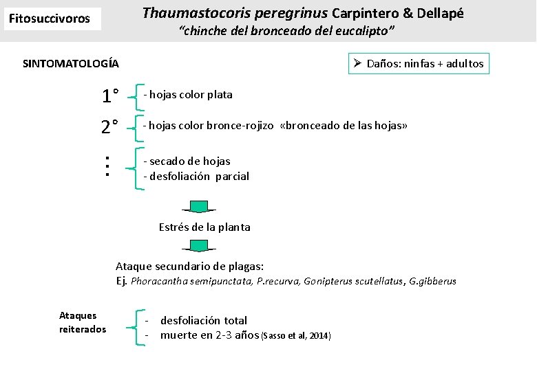 Thaumastocoris peregrinus Carpintero & Dellapé Fitosuccivoros “chinche del bronceado del eucalipto” SINTOMATOLOGÍA Ø Daños: Thaumastocoris peregrinus Carpintero & Dellapé Fitosuccivoros “chinche del bronceado del eucalipto” SINTOMATOLOGÍA Ø Daños: