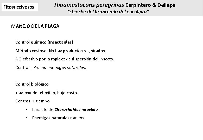 Fitosuccivoros Thaumastocoris peregrinus Carpintero & Dellapé “chinche del bronceado del eucalipto” MANEJO DE LA Fitosuccivoros Thaumastocoris peregrinus Carpintero & Dellapé “chinche del bronceado del eucalipto” MANEJO DE LA