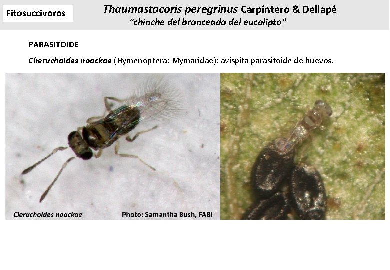 Fitosuccivoros Thaumastocoris peregrinus Carpintero & Dellapé “chinche del bronceado del eucalipto” PARASITOIDE Cheruchoides noackae Fitosuccivoros Thaumastocoris peregrinus Carpintero & Dellapé “chinche del bronceado del eucalipto” PARASITOIDE Cheruchoides noackae