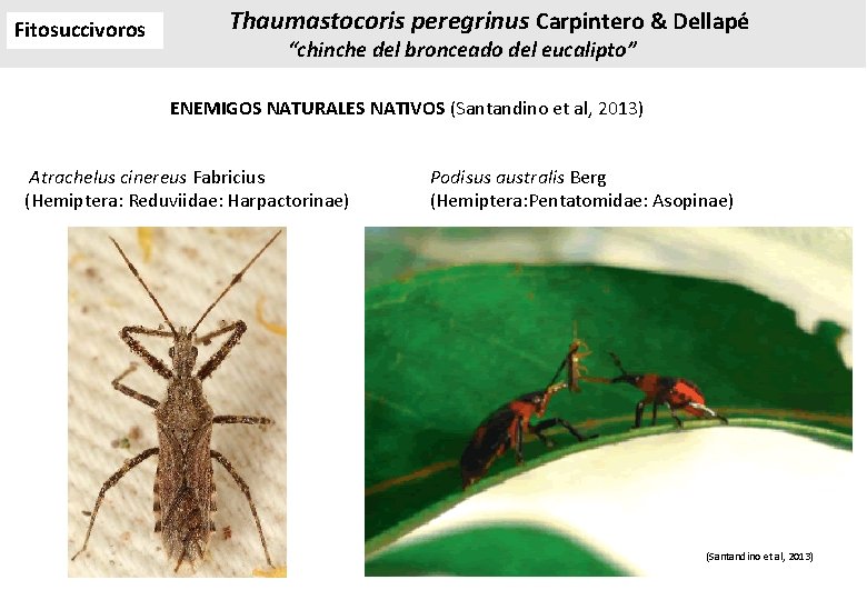Fitosuccivoros Thaumastocoris peregrinus Carpintero & Dellapé “chinche del bronceado del eucalipto” ENEMIGOS NATURALES NATIVOS Fitosuccivoros Thaumastocoris peregrinus Carpintero & Dellapé “chinche del bronceado del eucalipto” ENEMIGOS NATURALES NATIVOS