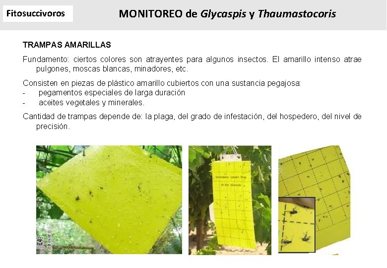 Fitosuccivoros MONITOREO de Glycaspis y Thaumastocoris TRAMPAS AMARILLAS Fundamento: ciertos colores son atrayentes para Fitosuccivoros MONITOREO de Glycaspis y Thaumastocoris TRAMPAS AMARILLAS Fundamento: ciertos colores son atrayentes para