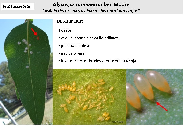 Fitosuccivoros Glycaspis brimblecombei Moore “psílido del escudo, psílido de los eucaliptos rojos” DESCRIPCIÓN Huevos Fitosuccivoros Glycaspis brimblecombei Moore “psílido del escudo, psílido de los eucaliptos rojos” DESCRIPCIÓN Huevos