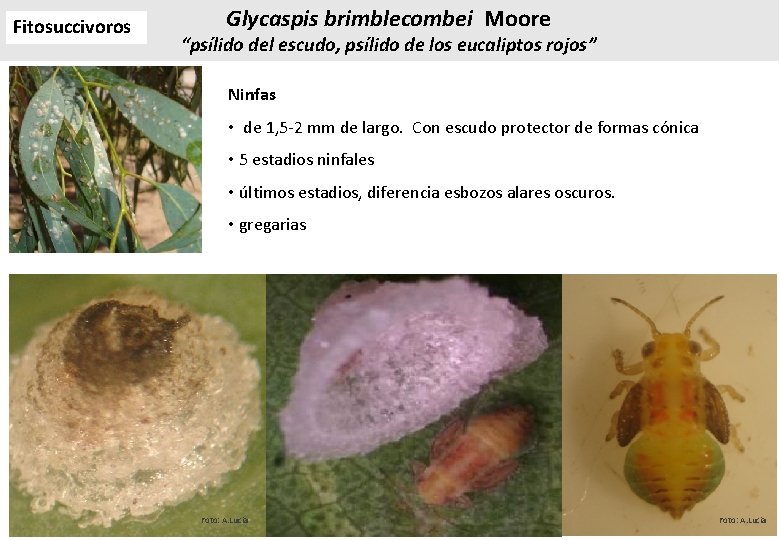 Fitosuccivoros Glycaspis brimblecombei Moore “psílido del escudo, psílido de los eucaliptos rojos” Ninfas • Fitosuccivoros Glycaspis brimblecombei Moore “psílido del escudo, psílido de los eucaliptos rojos” Ninfas •