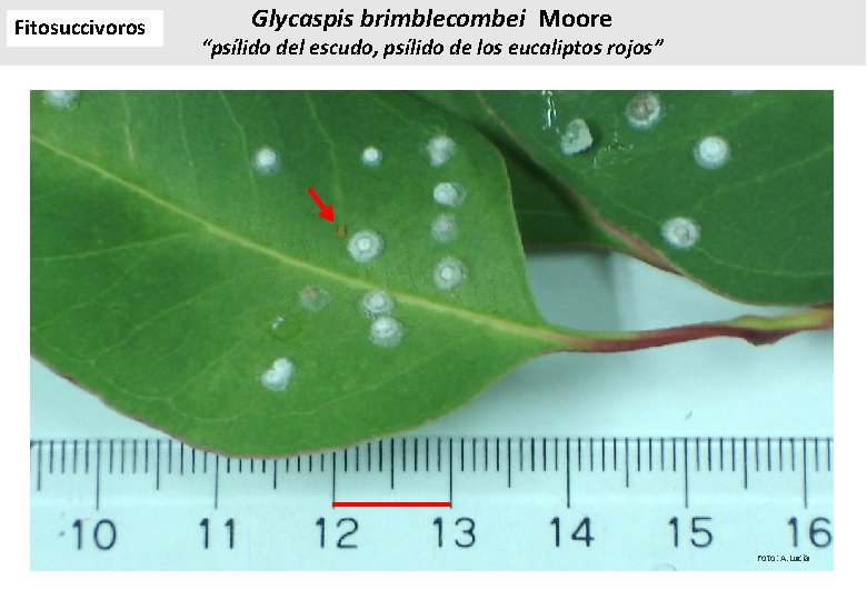 Fitosuccivoros Glycaspis brimblecombei Moore “psílido del escudo, psílido de los eucaliptos rojos” Foto: A. Fitosuccivoros Glycaspis brimblecombei Moore “psílido del escudo, psílido de los eucaliptos rojos” Foto: A.