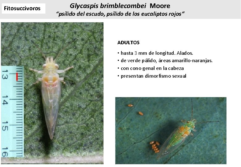 Fitosuccivoros Glycaspis brimblecombei Moore “psílido del escudo, psílido de los eucaliptos rojos” ADULTOS • Fitosuccivoros Glycaspis brimblecombei Moore “psílido del escudo, psílido de los eucaliptos rojos” ADULTOS •