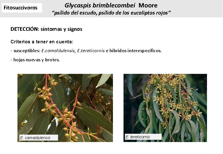 Fitosuccivoros Glycaspis brimblecombei Moore “psílido del escudo, psílido de los eucaliptos rojos” DETECCIÓN: síntomas Fitosuccivoros Glycaspis brimblecombei Moore “psílido del escudo, psílido de los eucaliptos rojos” DETECCIÓN: síntomas