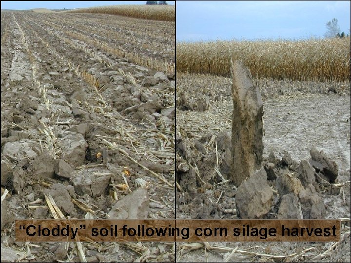 “Cloddy” soil following corn silage harvest 