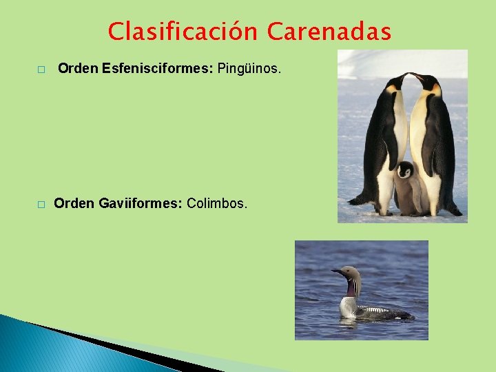Clasificación Carenadas � � Orden Esfenisciformes: Pingüinos. Orden Gaviiformes: Colimbos. 