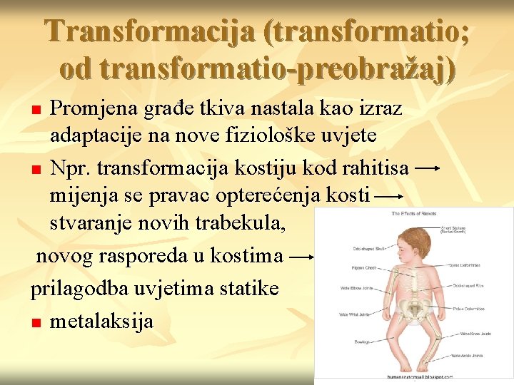 Transformacija (transformatio; od transformatio-preobražaj) Promjena građe tkiva nastala kao izraz adaptacije na nove fiziološke