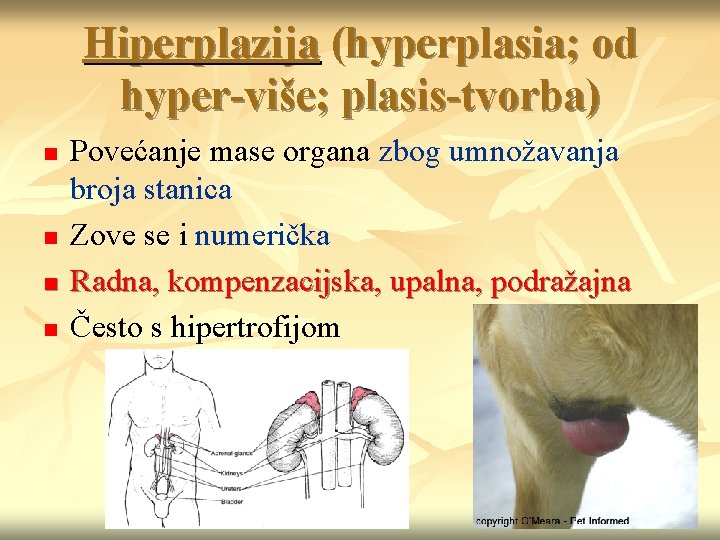 Hiperplazija (hyperplasia; od hyper-više; plasis-tvorba) n n Povećanje mase organa zbog umnožavanja broja stanica