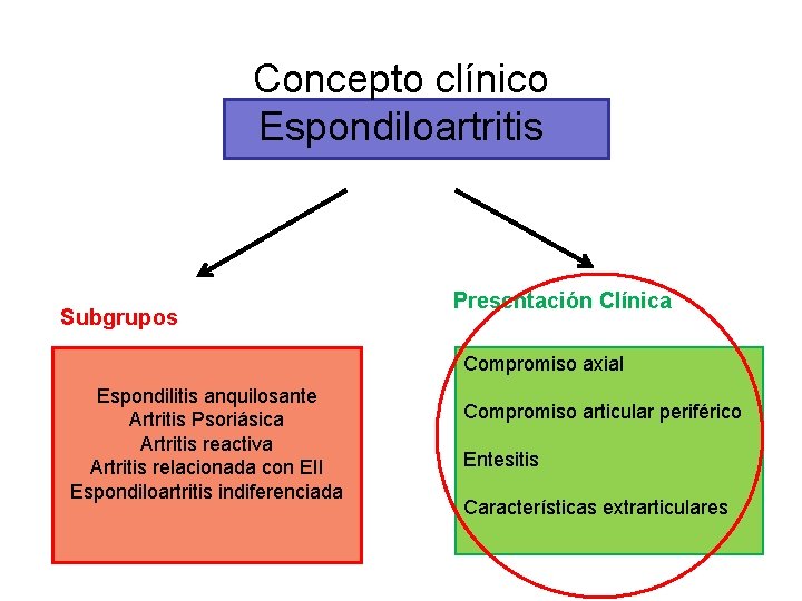 Concepto clínico Espondiloartritis Subgrupos Presentación Clínica Compromiso axial Espondilitis anquilosante Artritis Psoriásica Artritis reactiva
