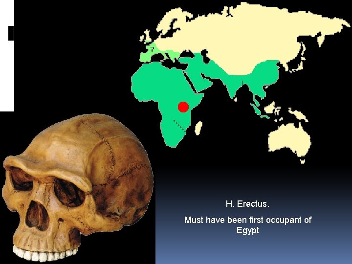 H. Erectus. Must have been first occupant of Egypt 