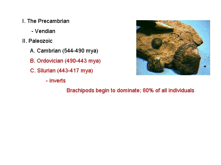 I. The Precambrian - Vendian II. Paleozoic A. Cambrian (544 -490 mya) B. Ordovician