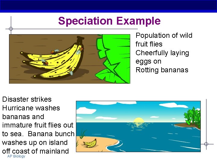 Speciation Example Population of wild fruit flies Cheerfully laying eggs on Rotting bananas Disaster