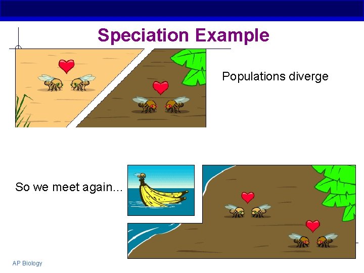 Speciation Example Populations diverge So we meet again… AP Biology 