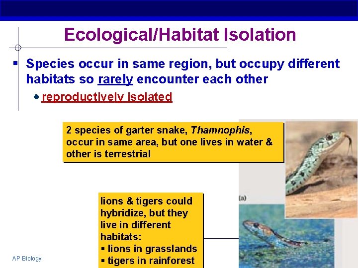 Ecological/Habitat Isolation § Species occur in same region, but occupy different habitats so rarely