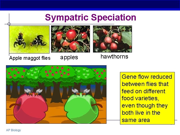 Sympatric Speciation Apple maggot flies apples hawthorns Gene flow reduced between flies that feed