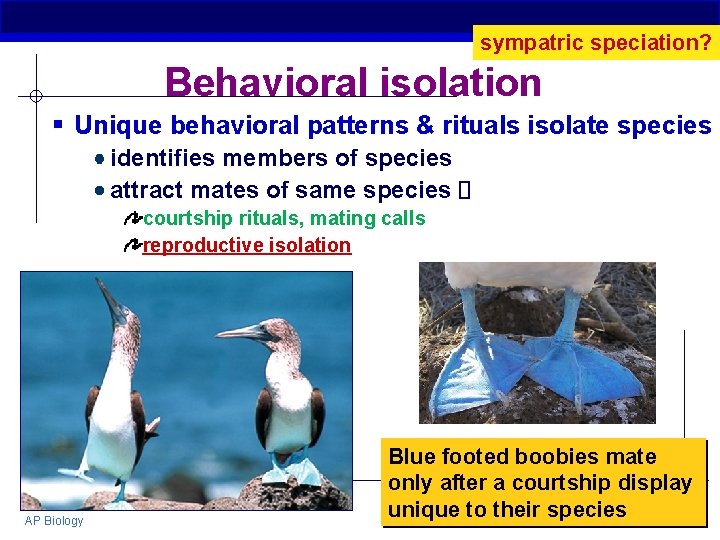 sympatric speciation? Behavioral isolation § Unique behavioral patterns & rituals isolate species identifies members