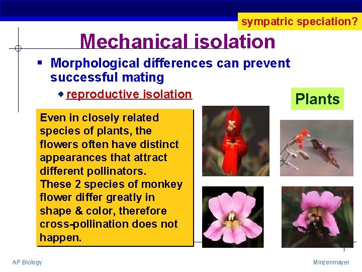 sympatric speciation? Mechanical isolation § Morphological differences can prevent successful mating reproductive isolation Plants