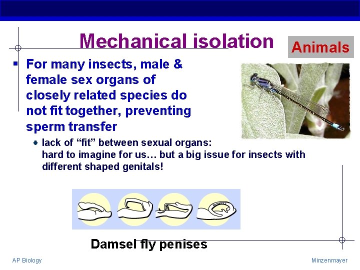 Mechanical isolation Animals § For many insects, male & female sex organs of closely