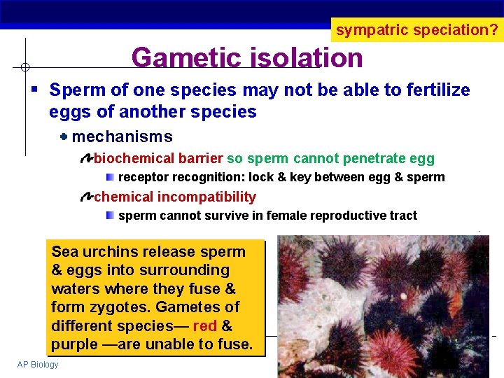 sympatric speciation? Gametic isolation § Sperm of one species may not be able to