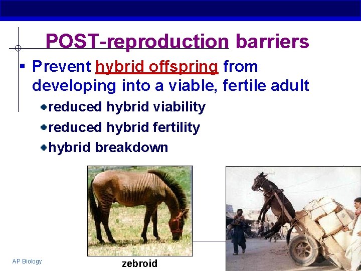 POST-reproduction barriers § Prevent hybrid offspring from developing into a viable, fertile adult reduced