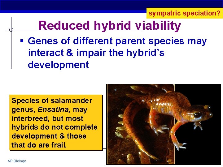 sympatric speciation? Reduced hybrid viability § Genes of different parent species may interact &