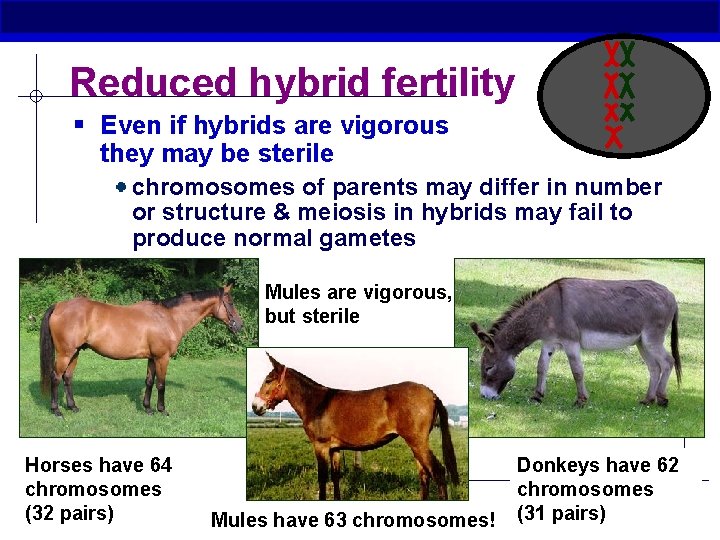 Reduced hybrid fertility § Even if hybrids are vigorous they may be sterile chromosomes
