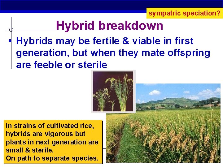 sympatric speciation? Hybrid breakdown § Hybrids may be fertile & viable in first generation,