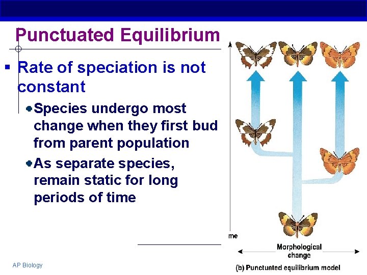 Punctuated Equilibrium § Rate of speciation is not constant Species undergo most change when