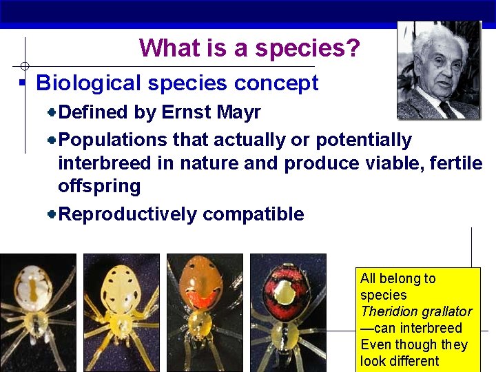 What is a species? § Biological species concept Defined by Ernst Mayr Populations that