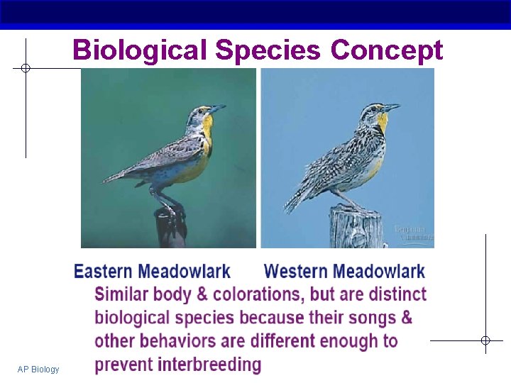 Biological Species Concept AP Biology 