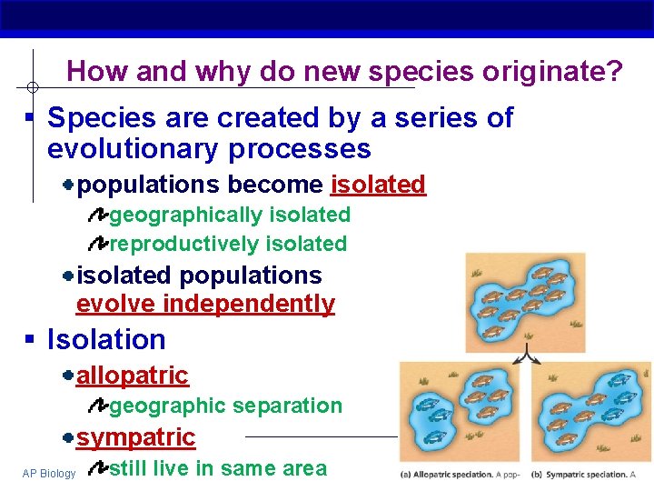 How and why do new species originate? § Species are created by a series