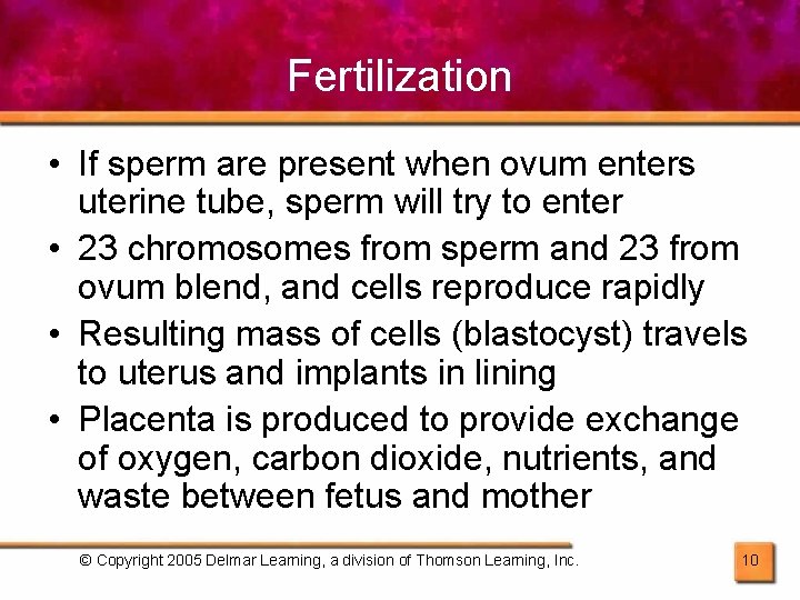 Fertilization • If sperm are present when ovum enters uterine tube, sperm will try