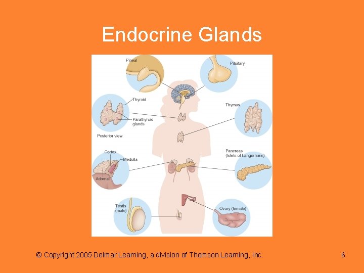 Endocrine Glands © Copyright 2005 Delmar Learning, a division of Thomson Learning, Inc. 6