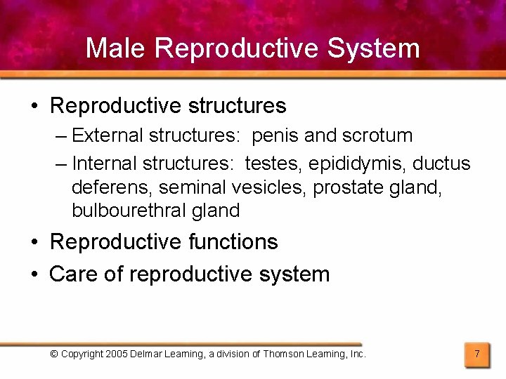 Male Reproductive System • Reproductive structures – External structures: penis and scrotum – Internal